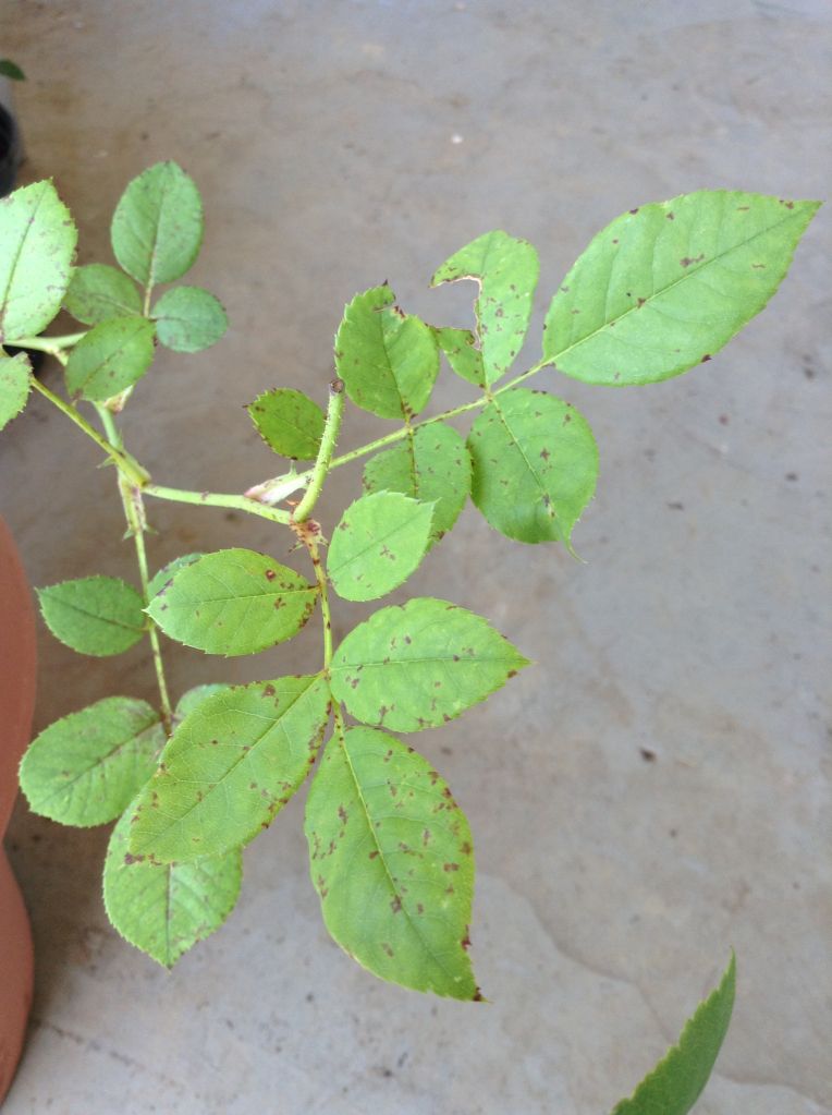 photo 0321ccab728a421f8ca9da66cc3e1d95_zps503c0574.jpg