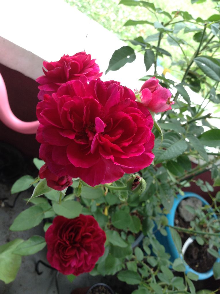 photo 092931ddbff7c8c0a228282ade30ef31_zps6fb4cea0.jpg