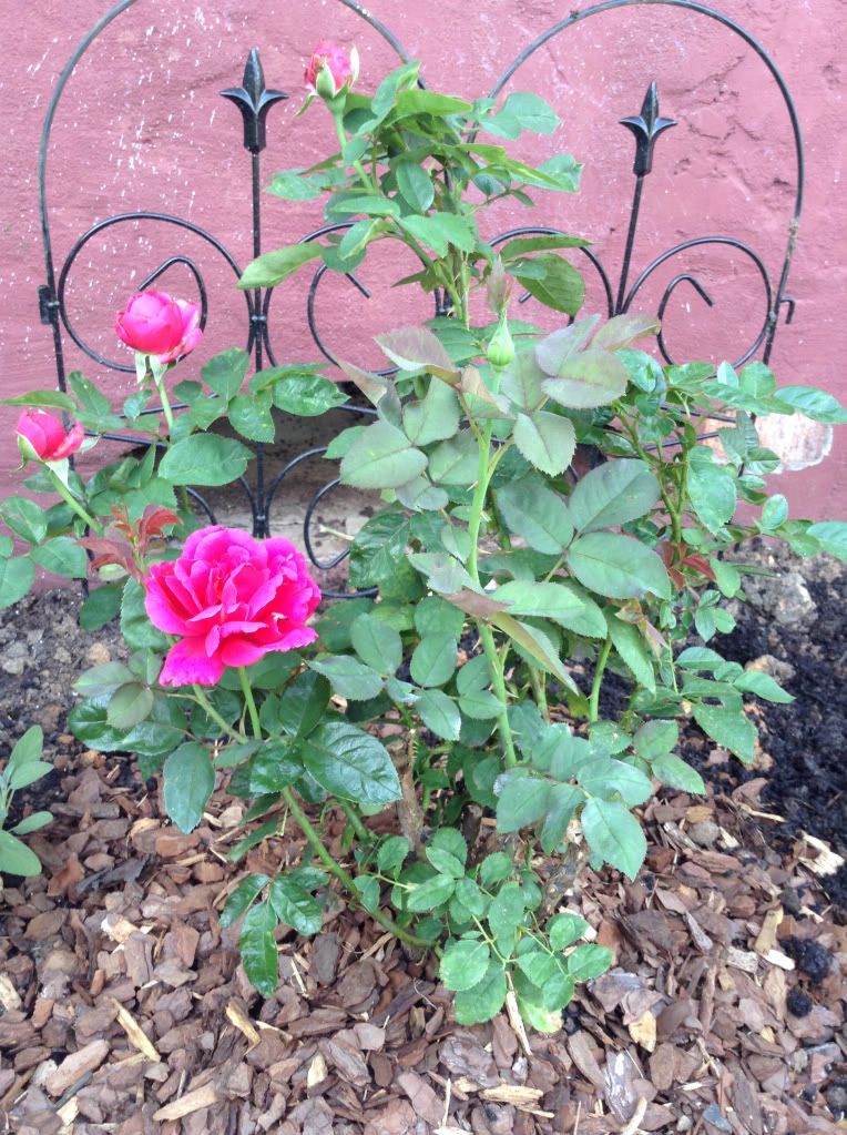  photo 0d277ecca8f373f7df0b0b52ca2fa6ef_zpsd3f49a84.jpg