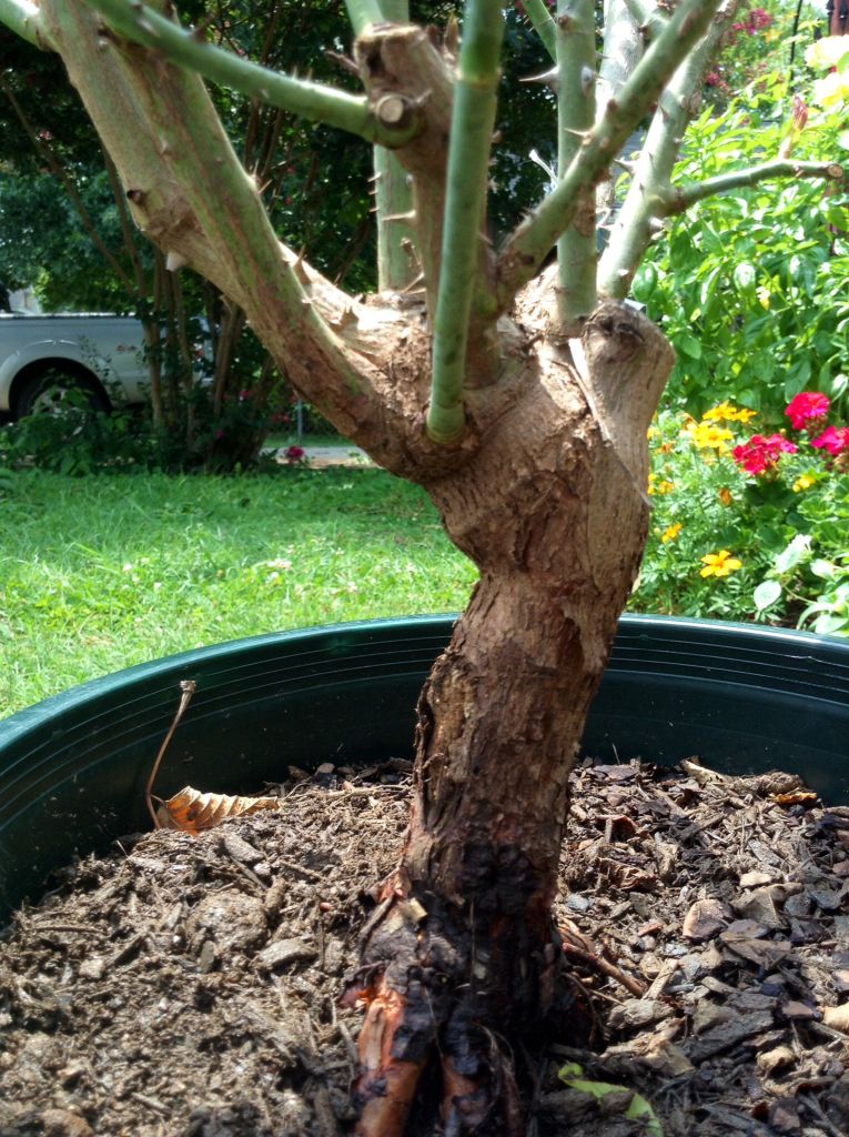 photo 0d291819a8e6b0f6317bd28a42833847_zps52acce48.jpg