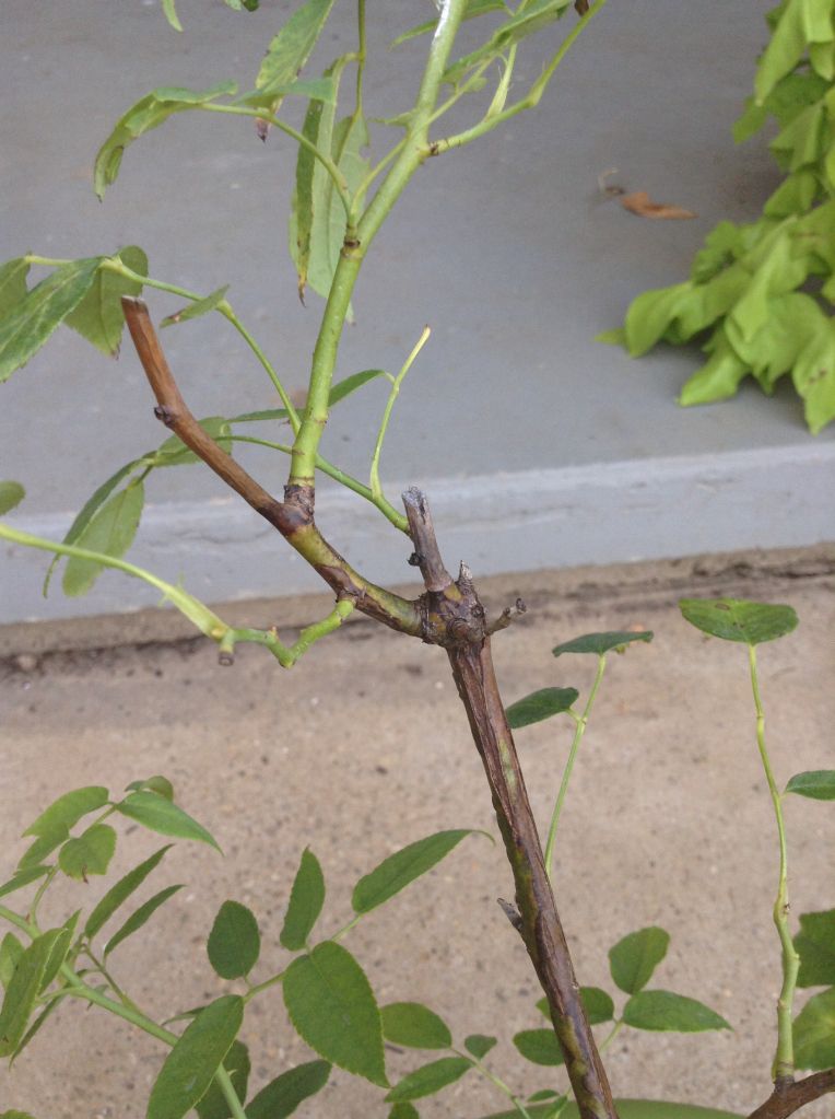  photo 16e55db3848f996b5a346197f4356d41_zps16a90022.jpg