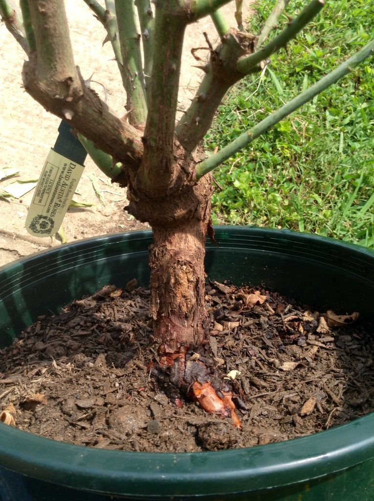 photo 2754762aadf35ee6fbe1b04dc81bce56_zps57685dd4.jpg