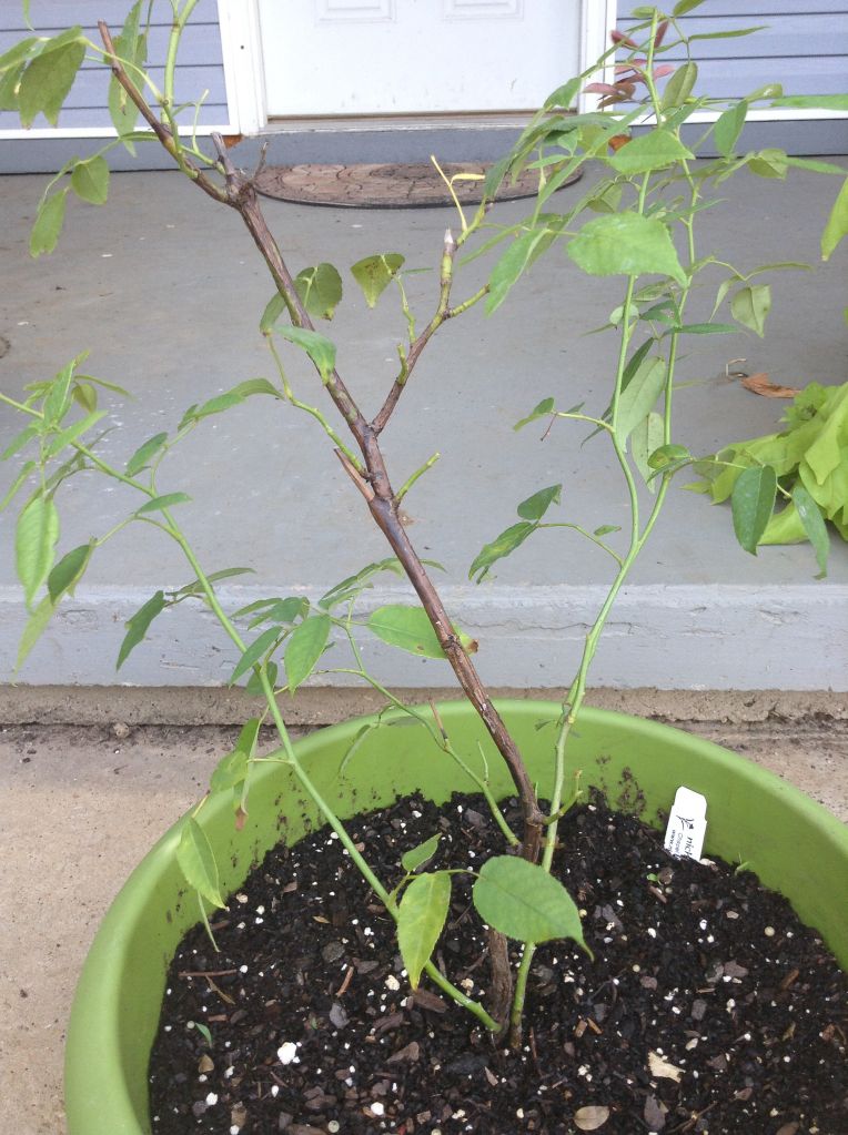  photo 33cb10cbfef5c0bd16bb749fac4955de_zpsee16bfde.jpg