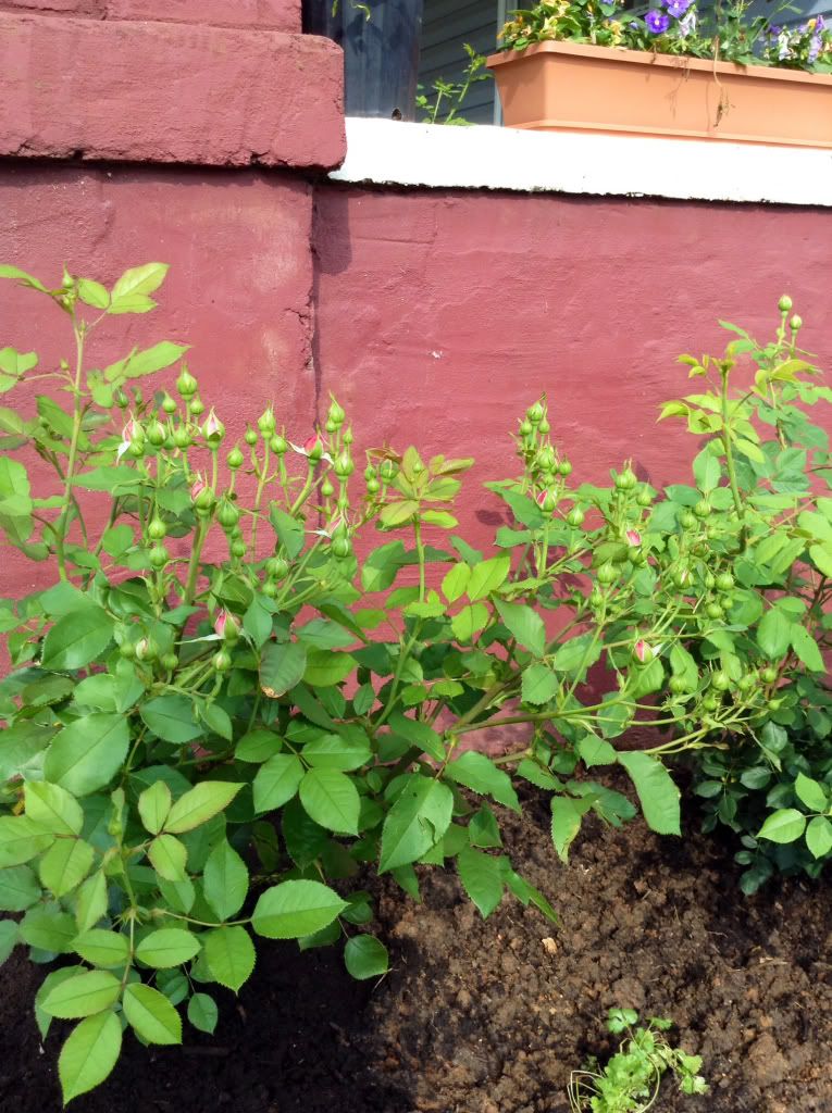  photo 40662a495f53a0c2ad04fc0b279bd75d_zpscddba6f0.jpg