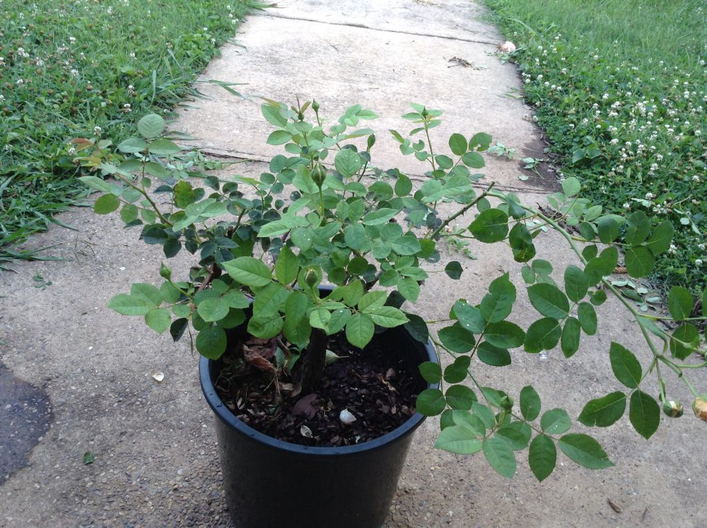 photo 4ef9f7d94d53eed8cc81d5c320b18ded_zpsb342036b.jpg