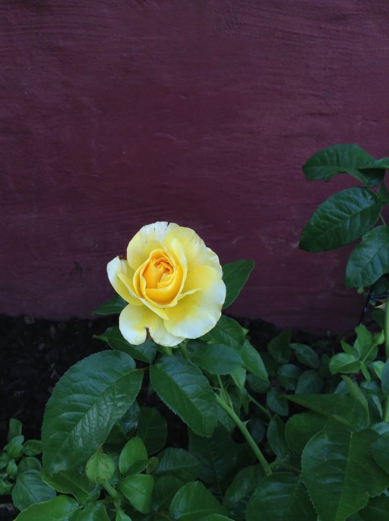  photo 590ea02e47f10610f7f061fd2d825cd5_zps498b44a7.jpg