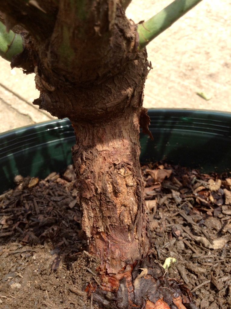 photo 5915aae2d2c64999f78eaf2759f297ce_zpsbdfc83d9.jpg