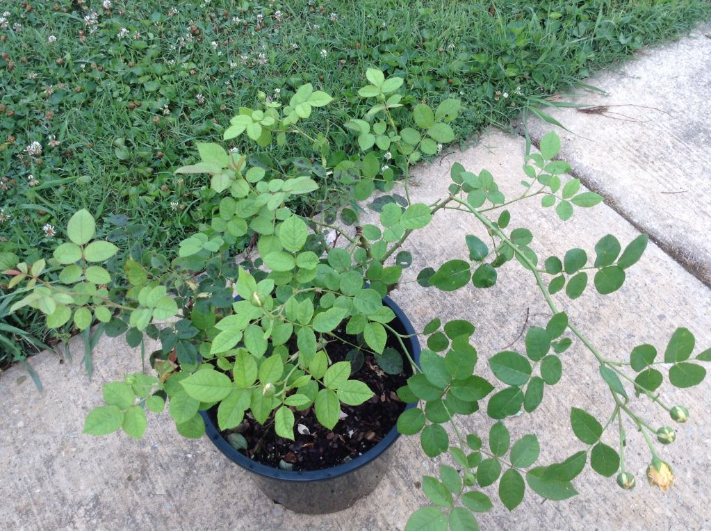 photo 63ecbde88c320b0cc6a414b92705469e_zpsb8edaff9.jpg