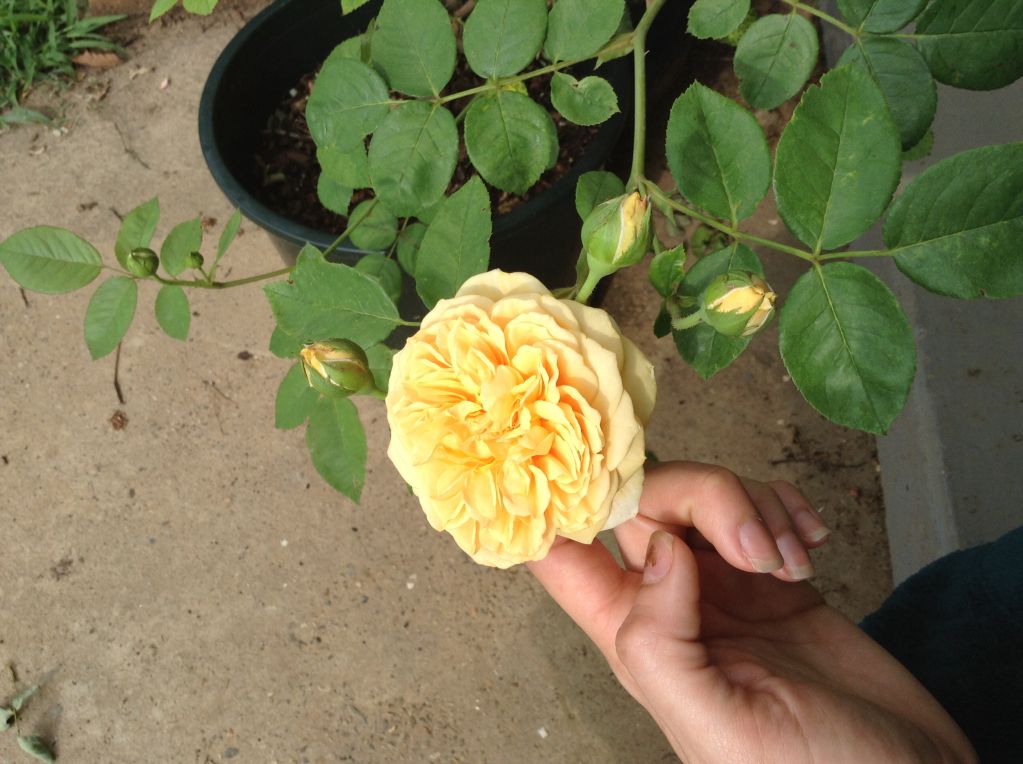 photo 67ff487cd340b4ced80f92e693996925_zpsc10ceaa6.jpg