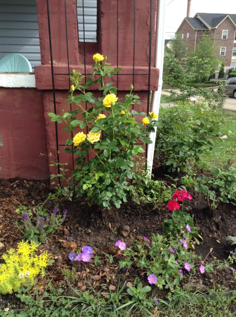  photo 79253166f2a76df4649a3ad98532e858_zps10788597.jpg