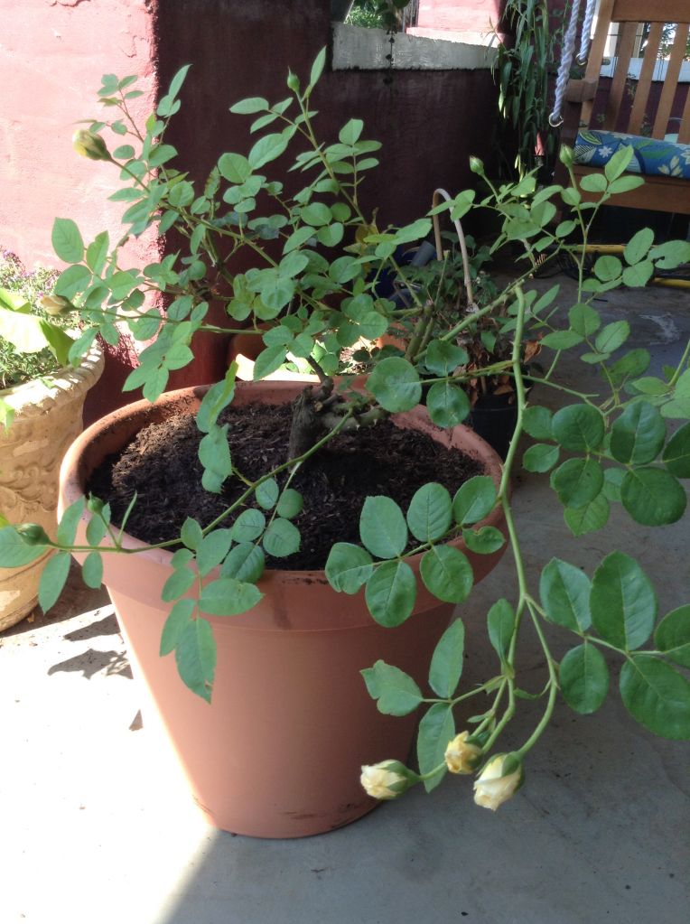 photo 7d838e934c0171e3fa250cfbd05ea585_zps09db1e4d.jpg