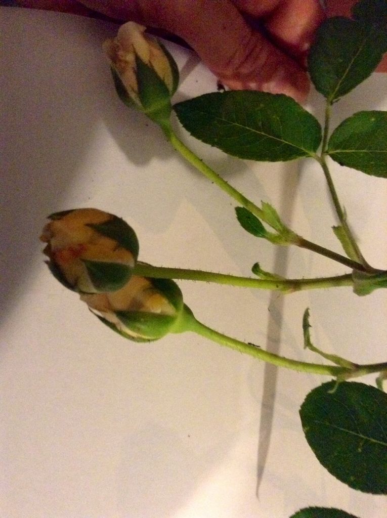 photo 988ee648eb7aba866bc39637187c6f6d_zps0a2b9b42.jpg