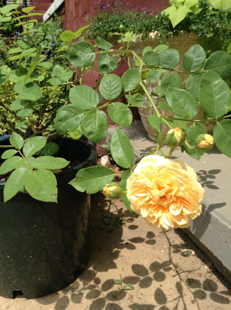 photo abbf34493ab01aba60659694eec1aebc_zps83ea8386.jpg