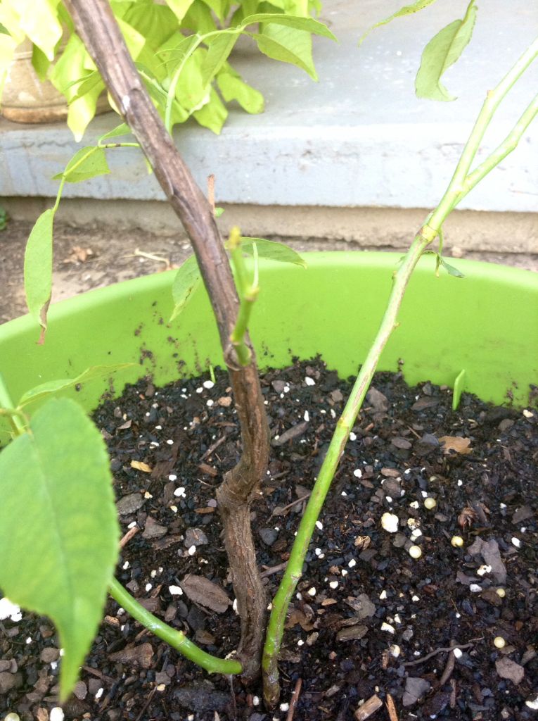  photo bdd17f948635764bbbaa745d1d170770_zpscca11879.jpg