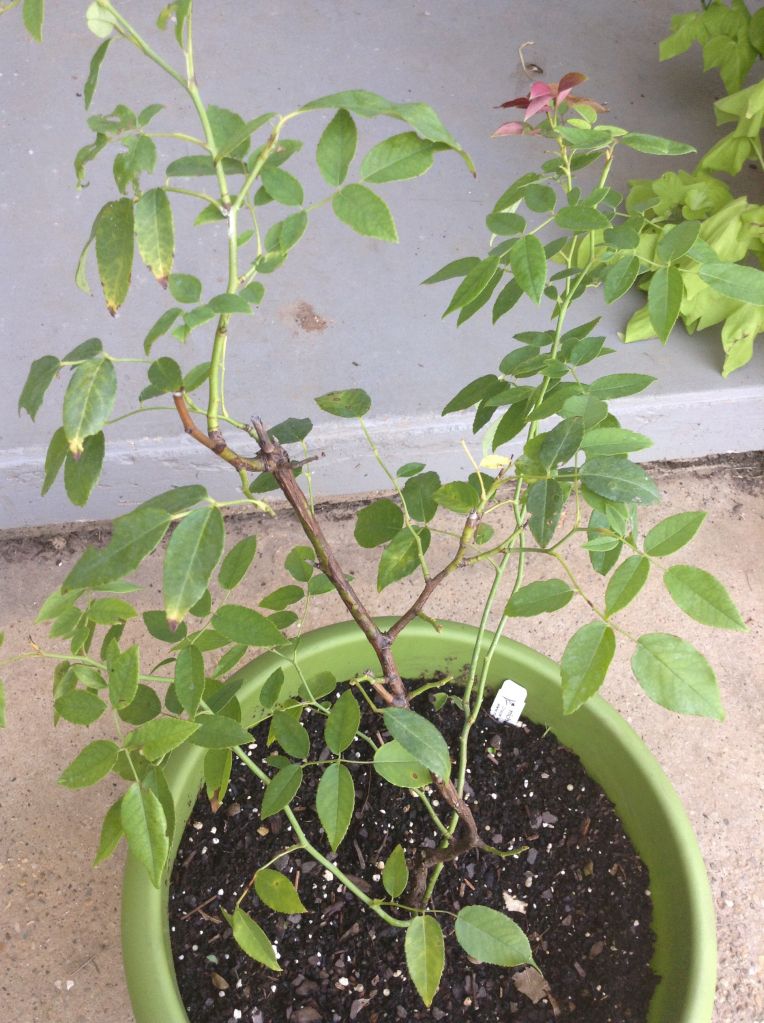  photo c4826faa162562bb451394504459e397_zps180f26c8.jpg