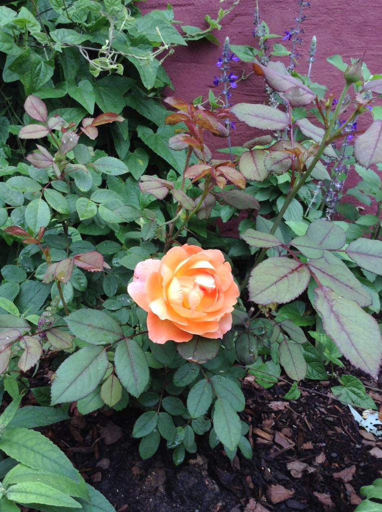 photo c66d532384d24baa7fac879def1d6600_zps4cdc4fd6.jpg