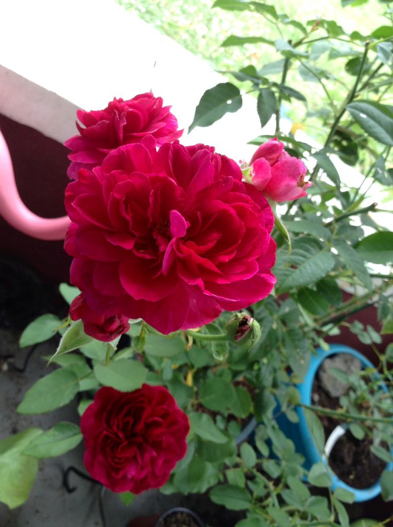  photo cdcd43d4121c2535197d6c1ca6df367a_zps5ed56b5a.jpg