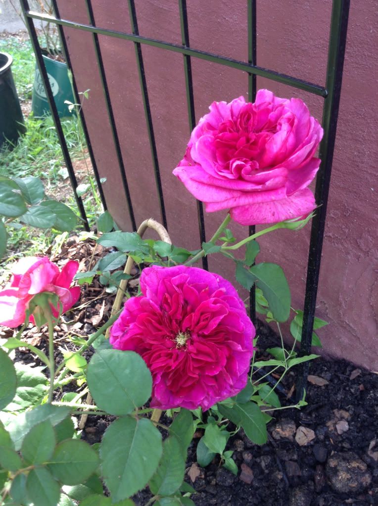  photo d157cf089bca3befdf474514d79b8d16_zps604702fd.jpg