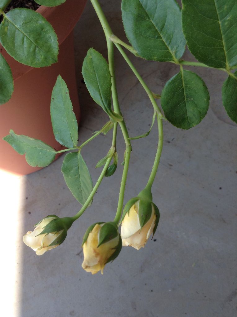 photo dbdc0abcfb45a3002e2558a87bc6ff8a_zpse38b1d85.jpg