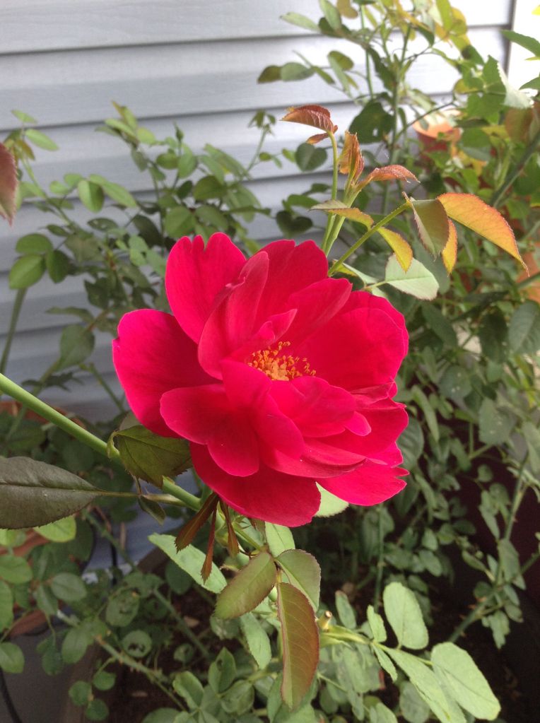  photo dd66dfc8f9d12b810b5d4ffe049c5ab5_zps45ba62a7.jpg