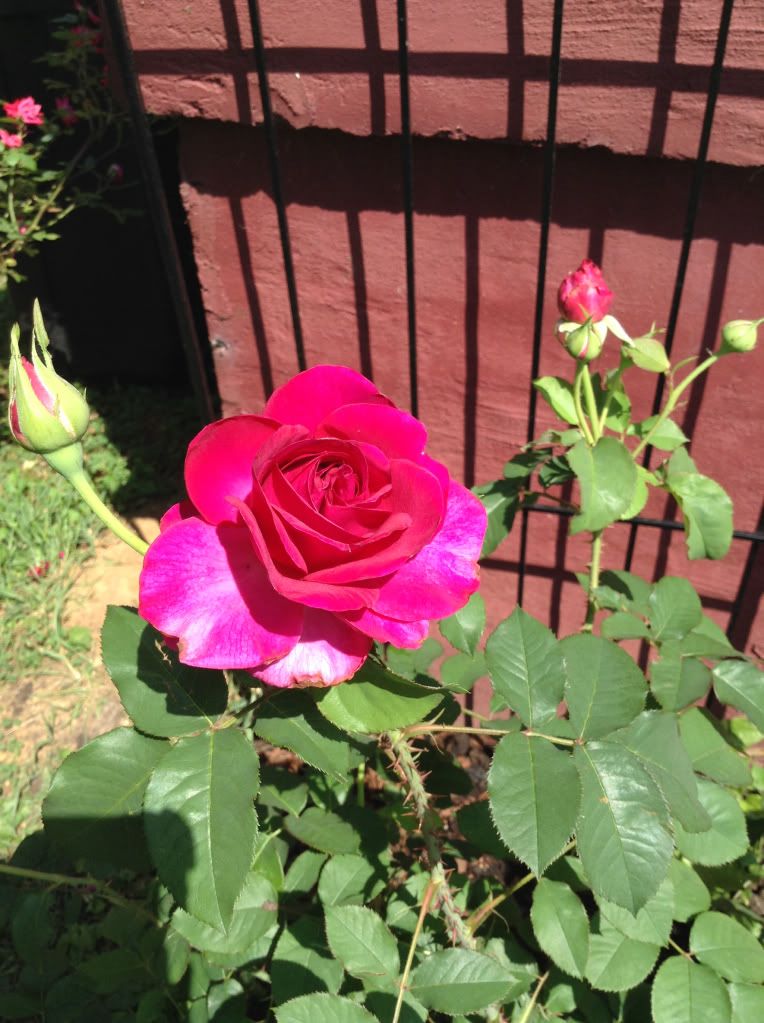  photo ebc2db49b6ff5faee00ba533013c6573_zpsbc007695.jpg