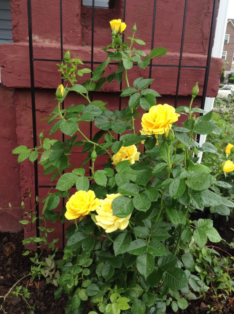  photo f0a6d9be973382da382b82f1eef6673c_zps15be9638.jpg