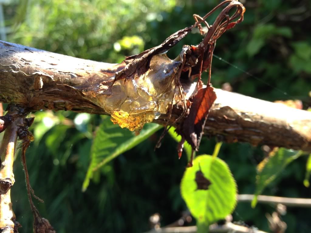 cherry tree oozing sap cherry tree oozing sap my garden cherry tree oozing sap cherry tree oozing sap my garden