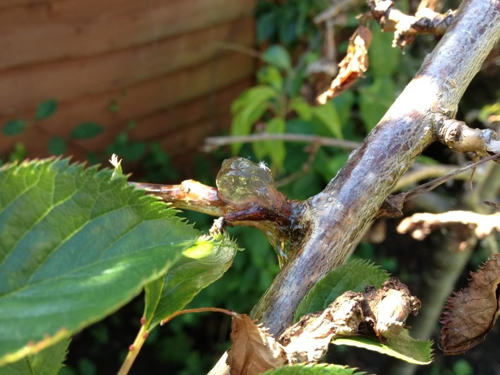 cherry tree oozing sap cherry tree oozing sap my garden cherry tree oozing sap cherry tree oozing sap my garden
