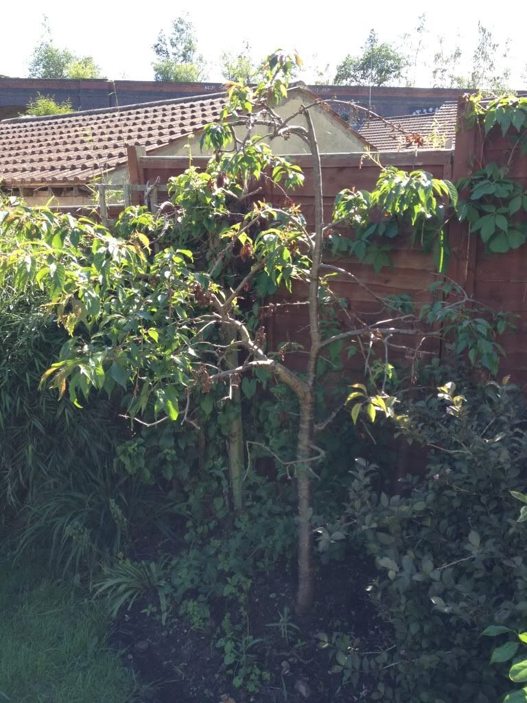 Cherry tree oozing sap? My Garden