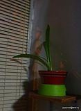 photo DSC05364-001_zpsf5da8b7e.jpg