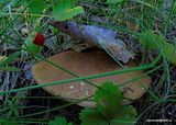 photo DSC00147_zpsyfuunmoj.jpg