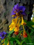 photo DSC00184-001_zpsob6wksbv.jpg