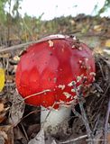 photo DSC02754_zpsuhtubds9.jpg
