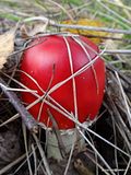 photo DSC02769_zpsvdvpztv8.jpg