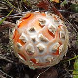photo DSC02857-001_zpszvityko6.jpg