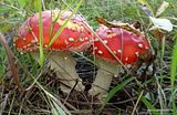 photo DSC02860_zpsssp9xvun.jpg