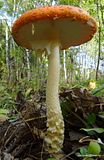 photo DSC03163_zpsvofnzyon.jpg