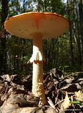 photo DSC03174_zpsvkkbj1cq.jpg