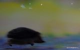 photo DSC00087_zpsr7vcdt7g.jpg